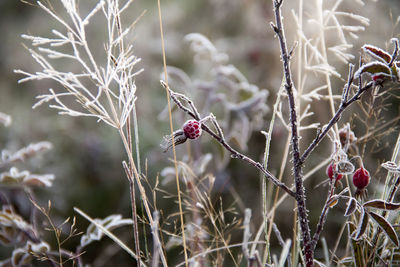 Close-up of fruits on tree