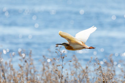 Seagull flying over sea