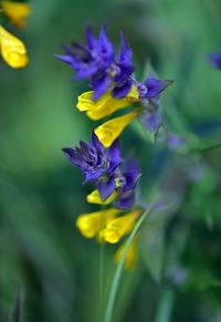 Close-up of purple flowering plant