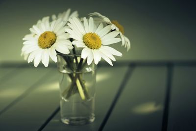 Close-up of white flowers