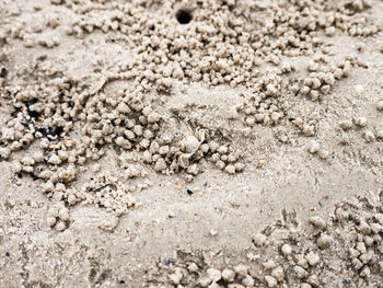 High angle view of crab on beach