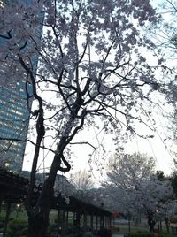 Bare trees against sky