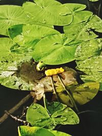 Close-up of insect on plant