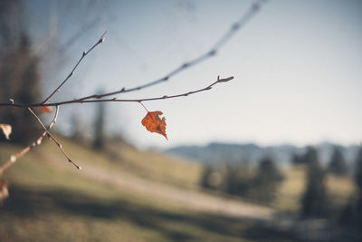 Close-up of autumn leaves on tree