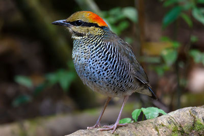 Close-up of bird perching on a tree