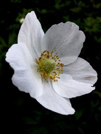 Close-up of white flower blooming outdoors