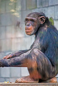 Close-up of monkey sitting at zoo