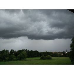 Trees on field against cloudy sky