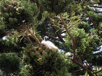 Low angle view of bird perching on tree