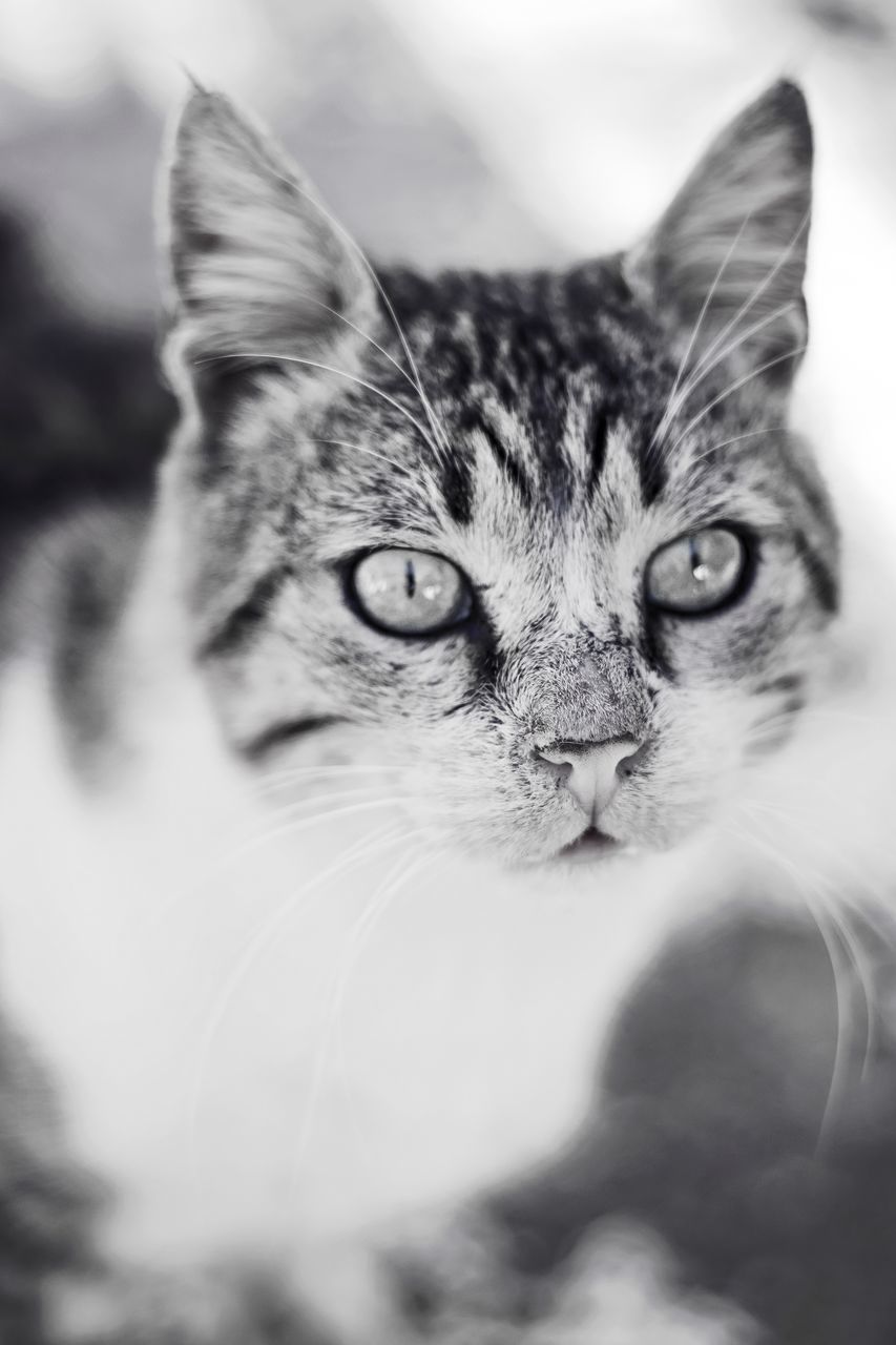 CLOSE-UP PORTRAIT OF CAT ON FLOOR