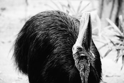 Close-up of animal eye