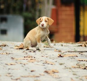 Portrait of dog sitting outdoors