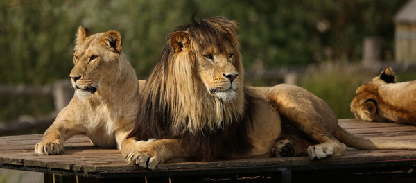 Close-up of lion and lioness resting at zoo