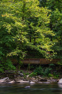 Trees and plants in forest