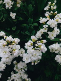 Close-up of white flowers