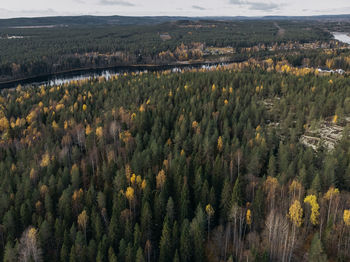 High angle view of trees growing on land