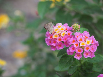 Close-up of butterfly on pink flower