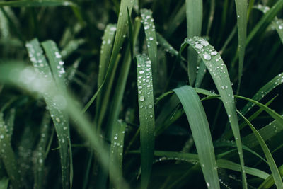 Close-up of wet plants during rainy season