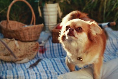 View of a dog looking away