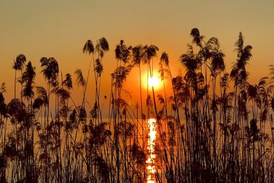 Silhouette plants against romantic sky at sunset