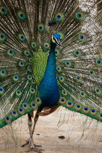 Close-up of peacock