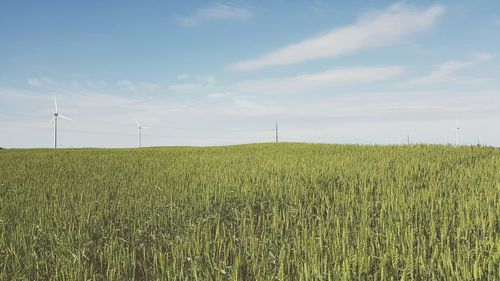 Close-up of wheat field against sky