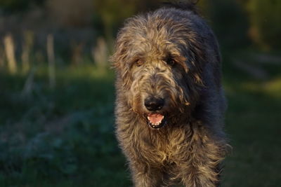 Close-up portrait of hairy dog on field