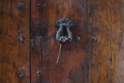 Wilted flower on door knocker of wooden wall