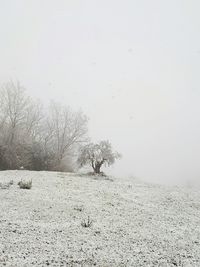 Bare tree on snow covered landscape against clear sky