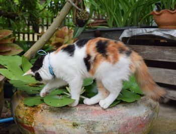 Close-up of a cat