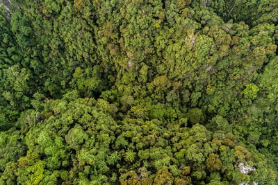 Full frame shot of fresh green plants in forest