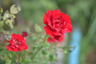 Close-up of red rose