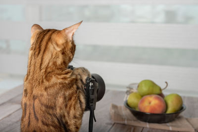 Domestic cat - food photographer photographs food on a slr camera.