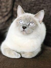 Close-up portrait of kitten sitting at home