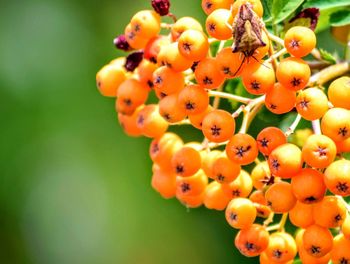 Close-up of berries growing on plant