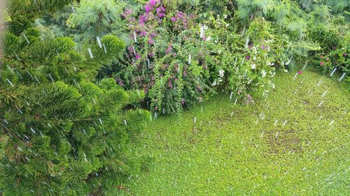 Plants growing on field