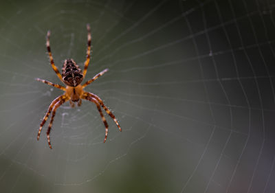 Close-up of spider