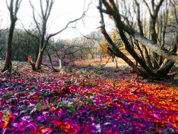 Scenic view of forest