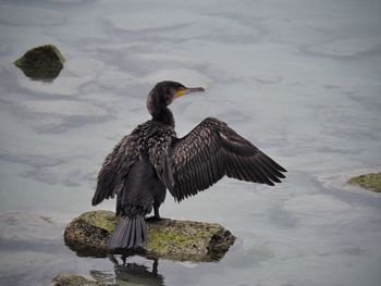 Close-up of bird on water