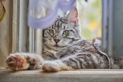 Portrait of cat resting