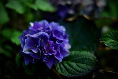 Close-up of purple flower