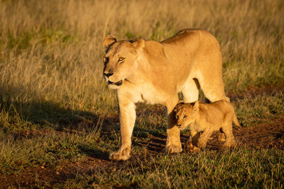 Lioness walking down sandy track with cub