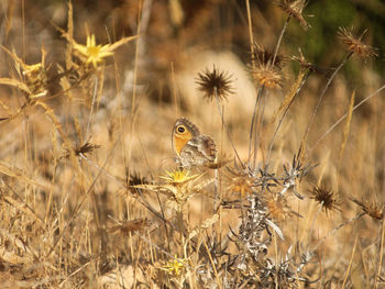 Close-up of bird perching on a field