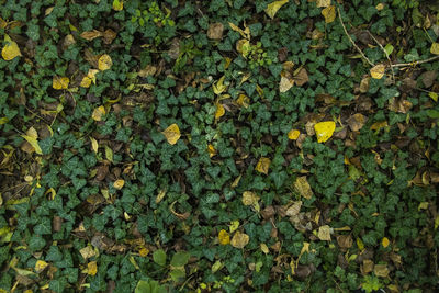 Ivy background texture of autumn leaves in the woods