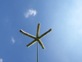 Low angle view of a plant