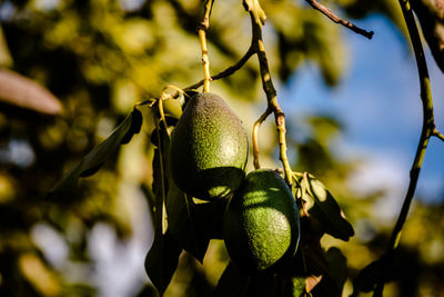 Close-up of fruits hanging on tree