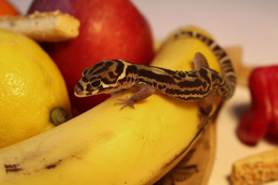 Goniurosaurus hainanensis gecko on a banana
