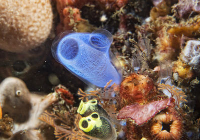 Fish swimming in sea