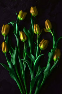 Close-up of yellow flowering plants