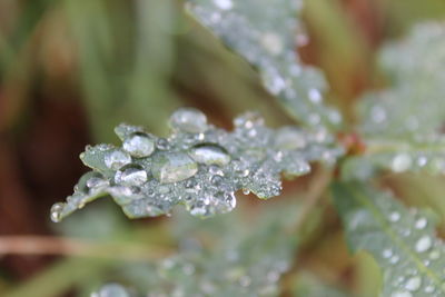 Close-up of water drops on leaf